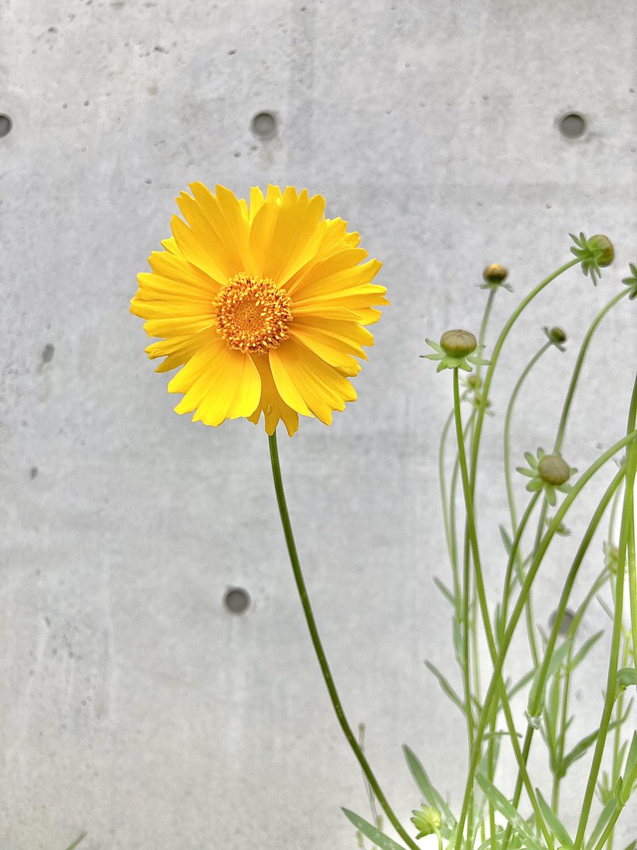 角辻順子 Kadotsuji Twitter