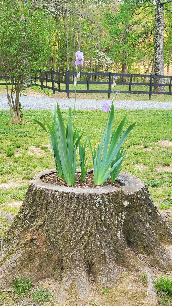 acrylicwitchery's tweet photo. I created planters from the stumps of trees left on the property! I burned the center out of the stumps and planted Irises. One of the many cool things I've been working on here at the farm. 
#farmlife #gardening #flowerpower #moretocome https://t.co/C4ROQYHeUU