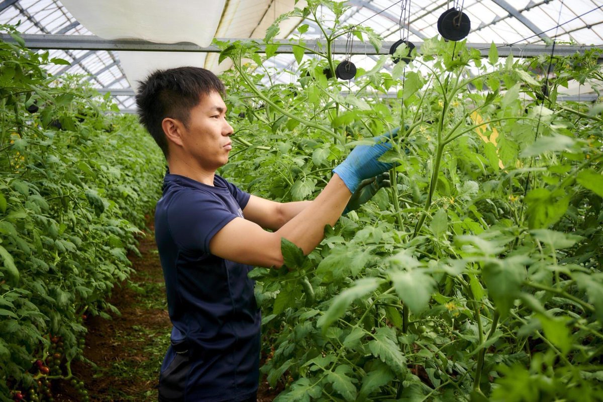 8月に定植したミニトマトの苗は現在6mほど伸び元気に育っています🍅

残すところ、後2ヶ月で今シーズンも終わってしまうと思うと少し寂しいものです。

#おひさまトマト　#有機野菜　＃循環農法　＃百笑　#離乳食に