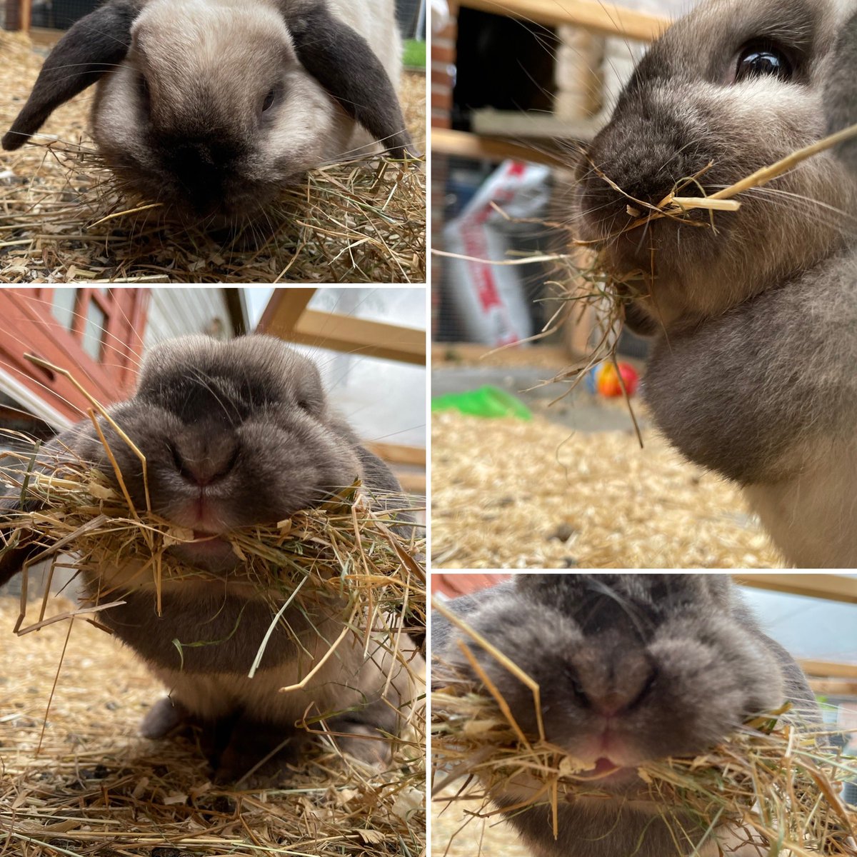 MarellArts's tweet photo. Apparently is saturday a cleaning day 🐰😛 
#bunny #BunniesOfTwitter #cute https://t.co/uVyRmQbwFU