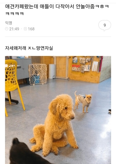 애견카페 왔는데 애들이 다작아서 안놀아줌