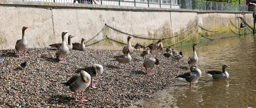 london_kayak's tweet photo. Large crowds gathered on the foreshore to support our paddlers this week.... . π¦
#londonkayakcompany #nature #geese #supporters #paddlers #kayaking #kayakadventure #explore #seelondon #thamesviews #visitlondon #memories #uniquethingstodo https://t.co/OWfXb9UkFJ
