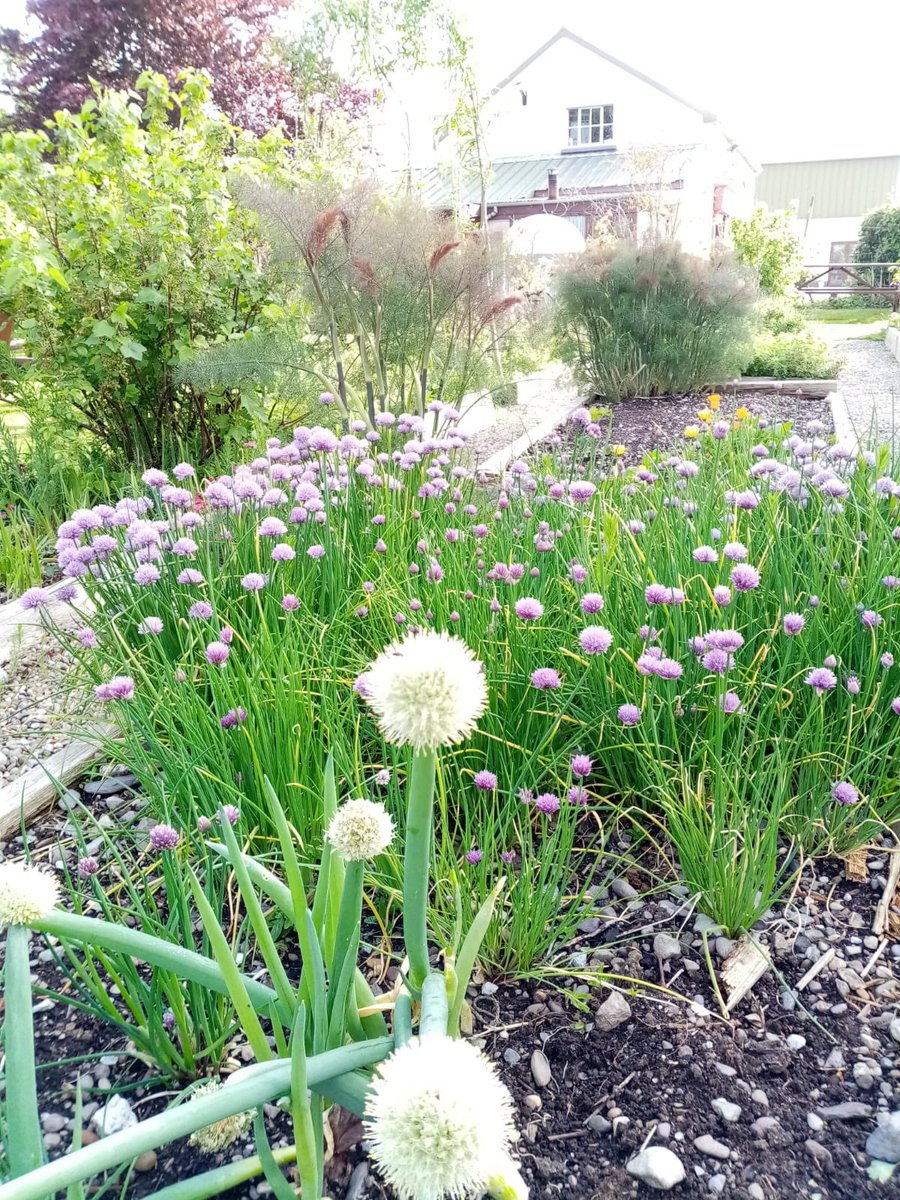 ToonsBridge's tweet image. Saturday Morning’s 💙 See you all at 10am 🌸