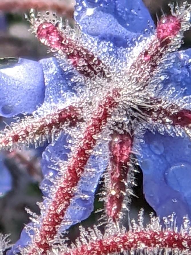 The beauty of #borage brought to you this sunny morning by the #soils of #Devon #soilvoices #edibleflowers