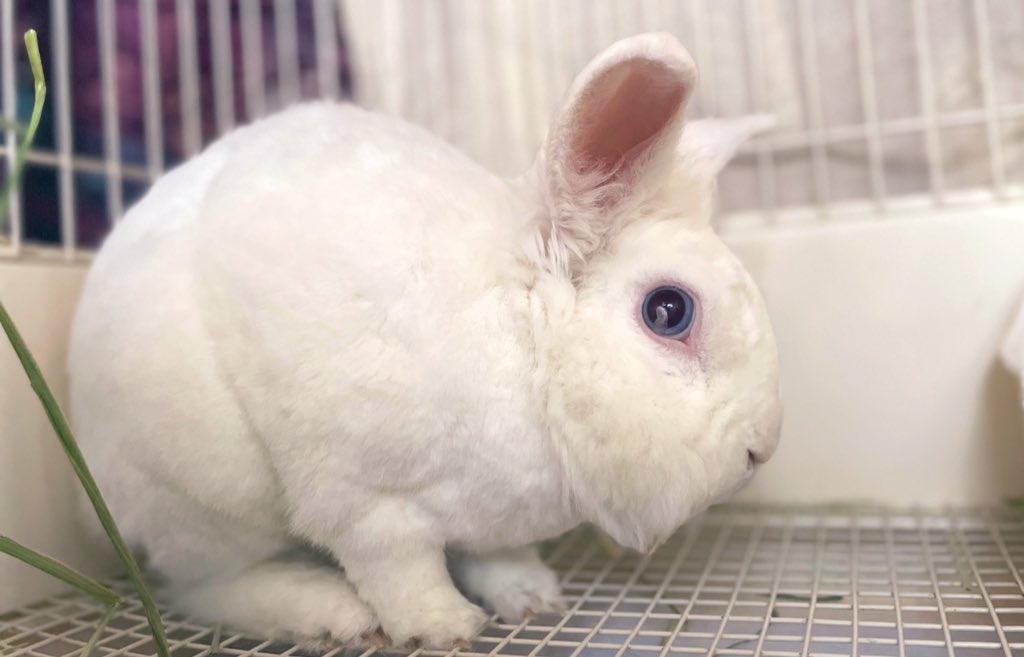 Rabbit_rights's tweet photo. ✨里親募集中の きよまさクン✨
お問い合わせ📩info@usagi.design

#だるまうさぎレスキュー #保護うさぎ
#ウサギデザイン #うさぎ #rabbit
#きよまさクン #里親募集中 #顎下膿瘍
#神奈川多種多頭崩壊

きよまさクンのパパとママに届きますように..✨ https://t.co/DCo1GDLCLW