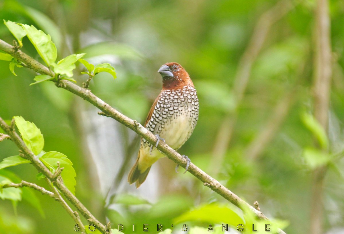 A special guest in my garden
Scaly-Breasted Munia or Spotted Munia.
#birding #birds #BBCWildlifePOTD #dailypic #canonphotography
#IndiAves #birdwatching @Avibase @bbcearth #birdphotography
@birdsonearth @NatGeoIndia @birds_captures
@birdphotographers_of_india
@sanctuaryasia