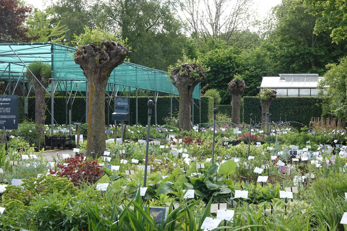 Borders komen op kleur en de kwekerij staat helemaal vol met vaste planten, eenjarige en niet winterharde planten, rozen en clematissen. Open van woensdag t/m zaterdag van 10:00-17:00 uur.  dekleineplantage.nl