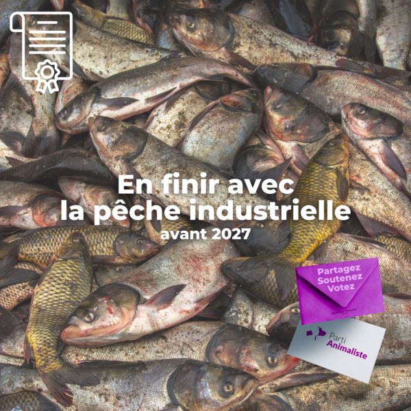 Face à ce gouvernement pro-élevage intensif, pro-chasse… pro-souffrance animale, un message fort doit être envoyé ! 

Pour les #legislative2022, votez pour le/la candidat(e) du Parti animaliste de votre circonscription ! 

Ce mépris de la cause animale doit cesser !