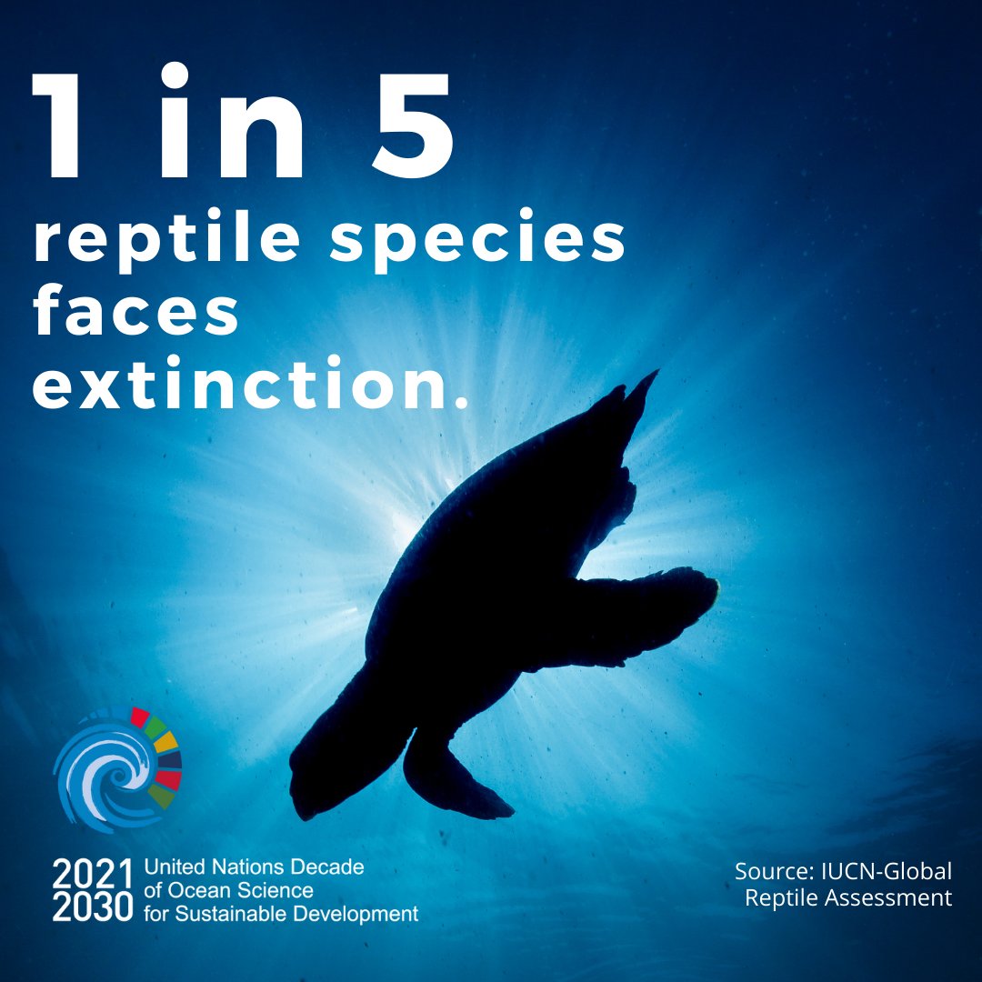 🍃A special #SavvySaturday for #BiodiversityDay 🤔Did you know that 1 in 5 reptile species faces extinction? ⚠️🐢The latest IUCN-Global Reptile Assessment finds that #turtles are among the most affected, with about 60 % of species at risk of extinction. 🆘Join us to take action💡