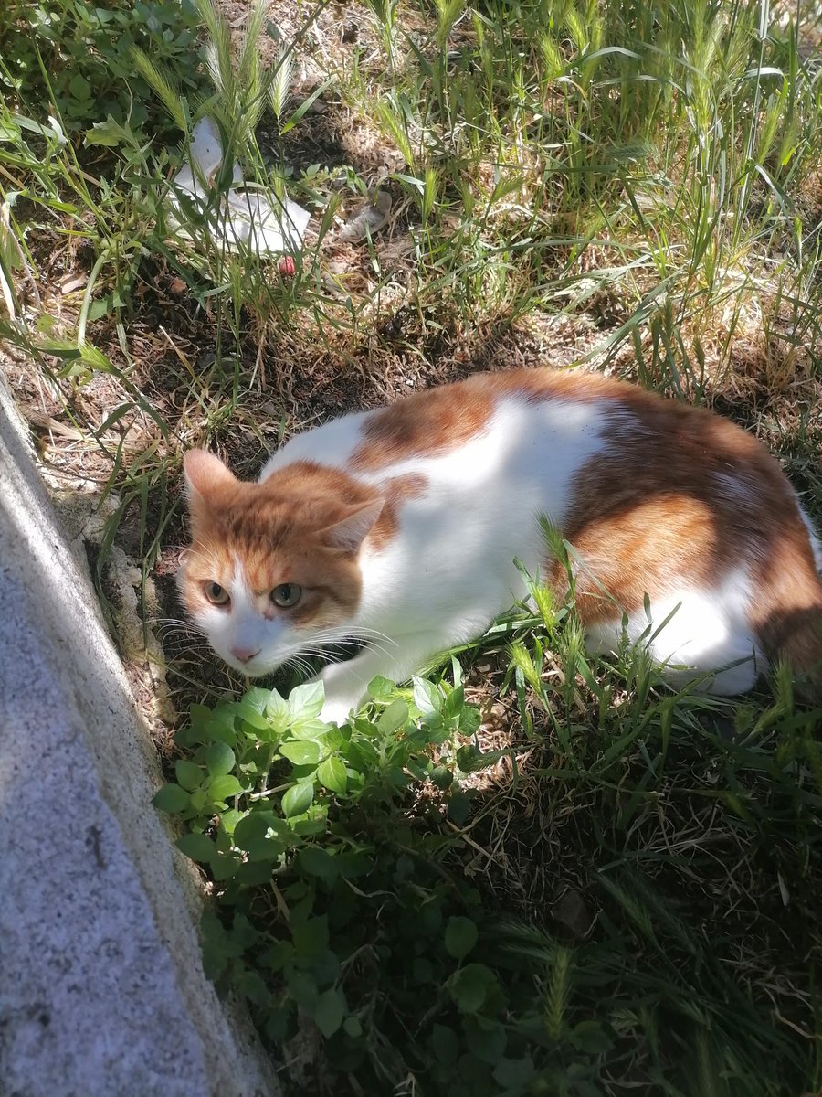 RT <a href="/CanAhmet/">AHMET CAN ®</a>: Beşiktaş Muradiye Çetin Emeç Parkı Muradiye Spor Kulubune çıkan merdivenlerde muhtemel evden kaçmış tertemiz korkudan tir tir titreyen canımız kayıp olabilir bir elden ele yapalım <a href="/AysemOzleyis/">Ayşem Özleyiş Oğuz 🌱</a> <a href="/GorenDuyanCom/">Gören Duyan</a> <a href="/demircandemirr/">Demircan Demir</a> <a href="/kayipdostlar/">Kayıp Dostlar</a> @…