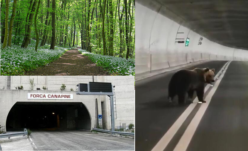 Buon sabato con l'orso marsicano diventato famoso per aver corso dentro la galleria che collega Marche e Umbria.
Chissà se voleva smaltire una scorpacciata di aglio orsino?🤔
A noi resta una certezza: anche gli orsi preferiscono...  le Canapine!😜
#museodellacanapa #21maggio