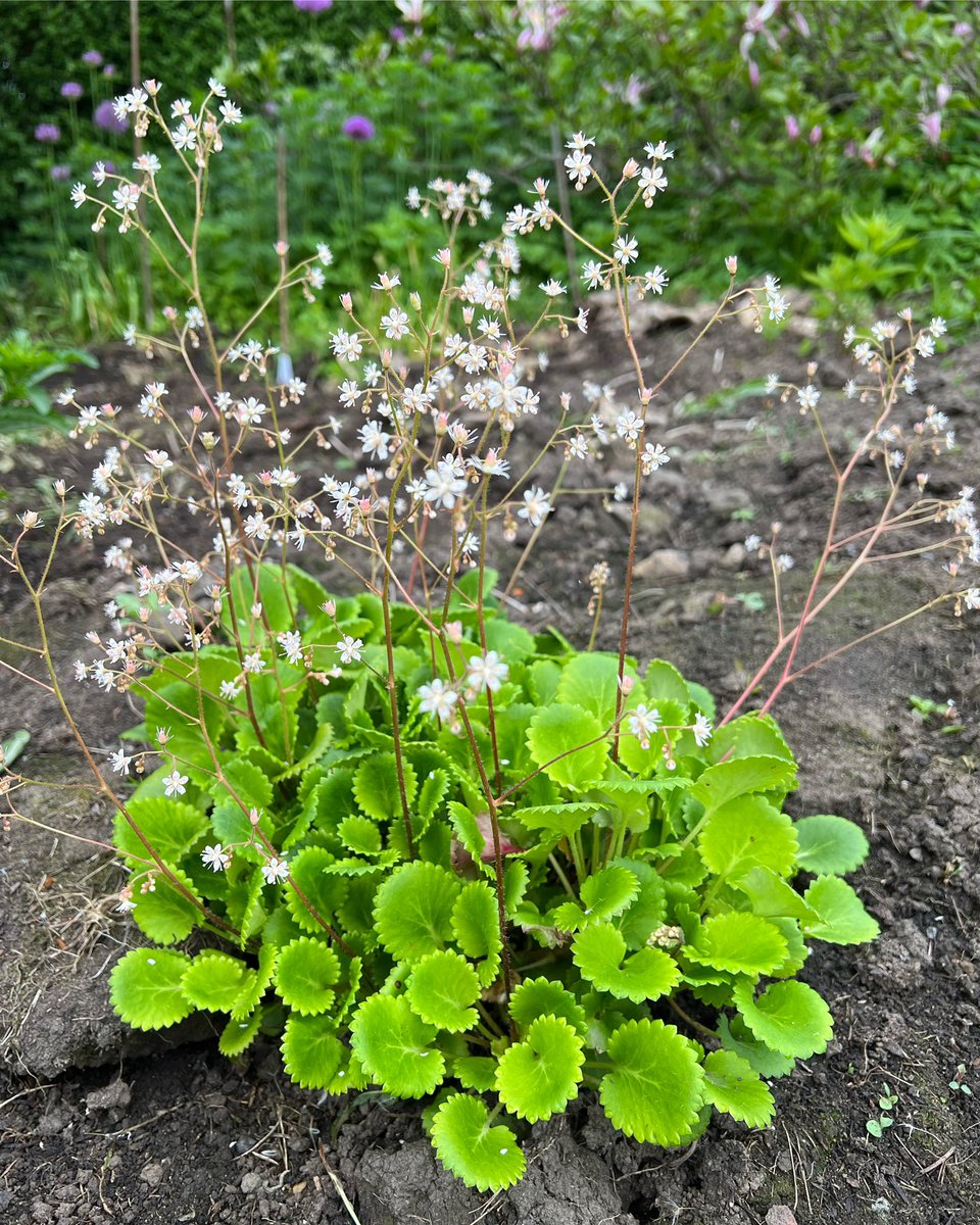 I think Saxifraga rotundifolia? It came with our garden and looks amazing right now with the fresh leaves and frothy flowers. I moved this bit last year and might dot some more around. Little flies seem to like the flowers.