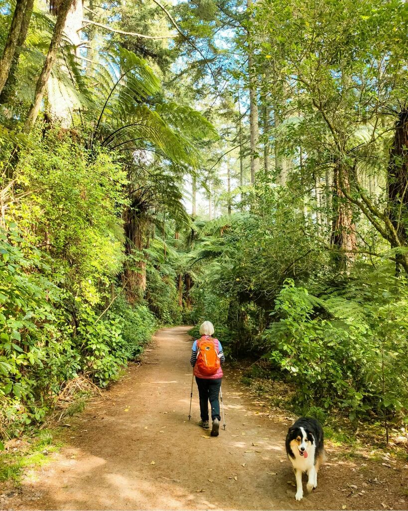 LongWhiteGypsy's tweet photo. How are you? 

I've been easing back into things over the last week or so with some gentle walks on familiar tracks.

This one at Rotorua's Tikitapu / Blue Lake after an interesting experience trying to find another trail along the Green Lake (swipe for … https://t.co/pwCMl5hIRu https://t.co/QC1Nc0Vgl7