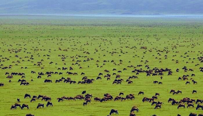 AfricaLaugh's tweet photo. This is Serengeti National Park. Beautiful Nature #VisitTanzania #AdventurePics #WildPhotography https://t.co/9tmgbXlvaV