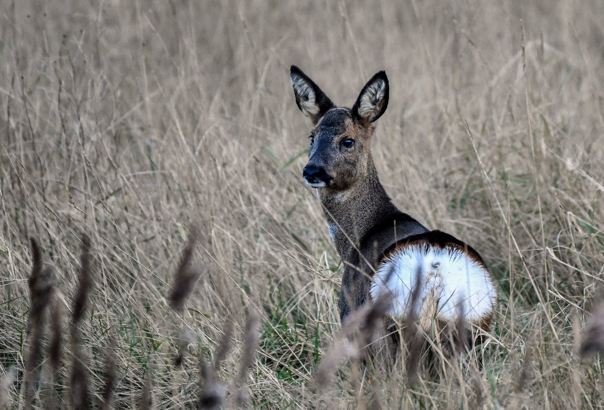 DavidGoundry2's tweet photo. I see lots of beautiful Roe Deer along the Humber Estuary in East Yorkshire.I think it's disgusting that local authorities can contemplate culling them @peter_levy I understand they can cause a few problems on  agricultural land but not enough to cull them surely @looknorthBBC https://t.co/xKdA3kcc4q