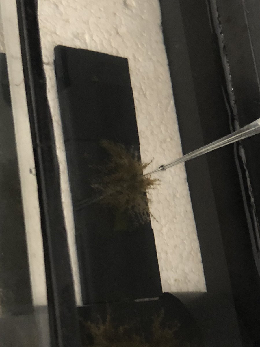 KE_Brodersen's tweet image. #microsensor2022 Measuring Nitric oxide (NO) production within anoxic seagrass leaf epiphytic biofilms #seagrass #biofilms #anoxia @seas_green @Qingfeng2434746 @UnisenseDenmark Seagrass leaf surface microbiology project 2022
For further information see: royalsocietypublishing.org/doi/10.1098/rs…