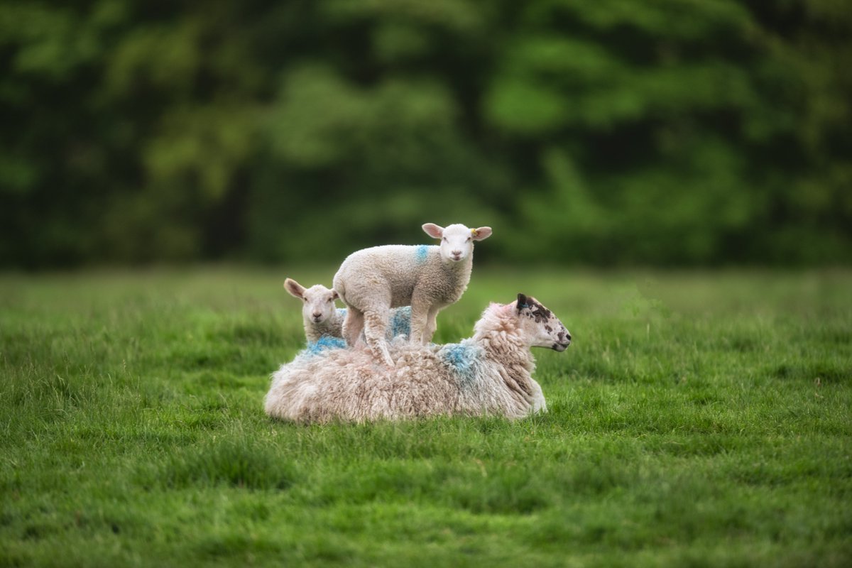 It was Amy's turn for the comfy bed for the night and her sister watched on with a face that said everything.......