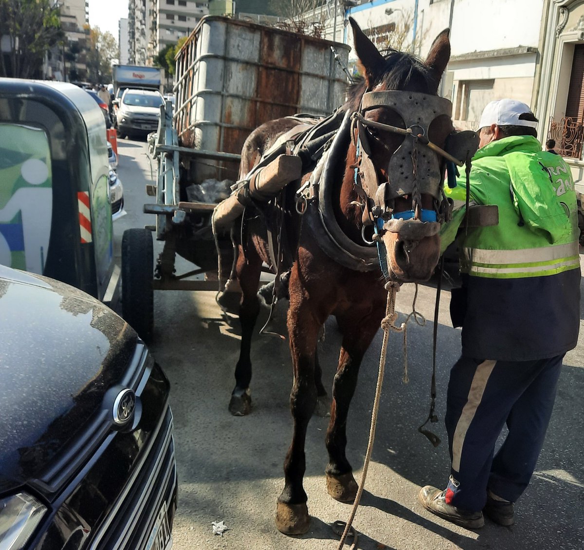 Recc_5corazones's tweet photo. Otro caballo rescatado en el municipio de Avellaneda, otro caballo víctima de la explotación y el maltrato.
NECESITAMOS UNA SOLUCIÓN A ESTA PROBLEMÁTICA.
EVOLUCIÓN YA!
@jorgeferraresi @Kicillofok https://t.co/cwHjJDhmuJ