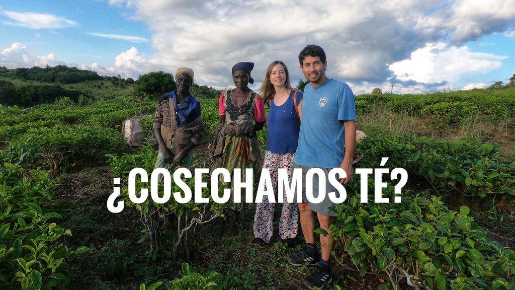 Nos metemos un poquito en el mundo del té en Malawi.
Como misioneros, ¿para qué sirve conocer la cultura local?
Nuevo video 👇
youtu.be/yhlble6W_yQ
