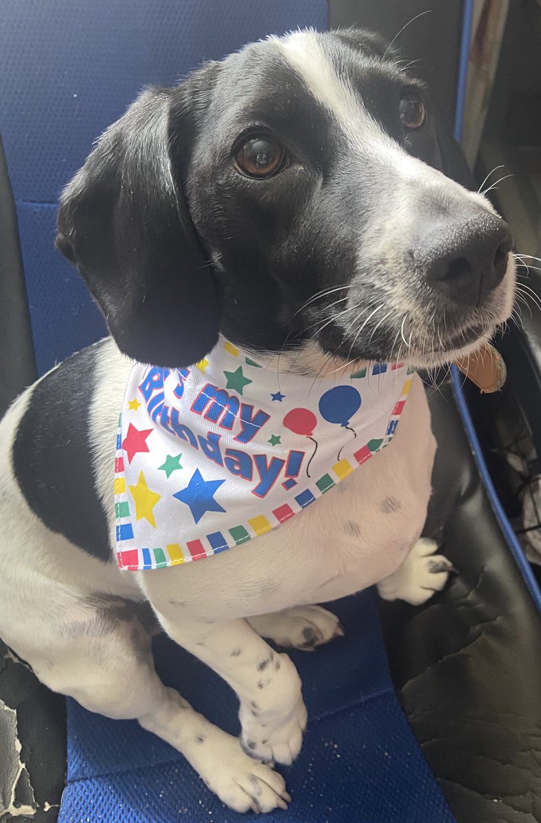 Alice99549446's tweet photo. Happy 2nd birthday Freddie 🐾🐶🎂🎁🎈🥳 https://t.co/t9rnJNtH7F
