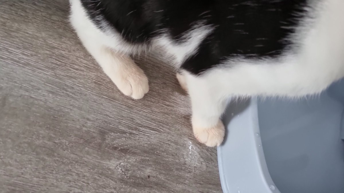 eliatan92's tweet photo. @Tesco should your cat litter be turning my cats paws red? https://t.co/ljRPcqS2oZ