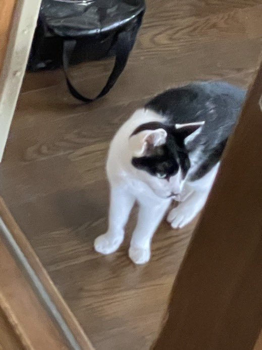 ComdotRoadCheck's tweet photo. ねこどくの待って一列になれば通れる https://t.co/wncHkEDh6v