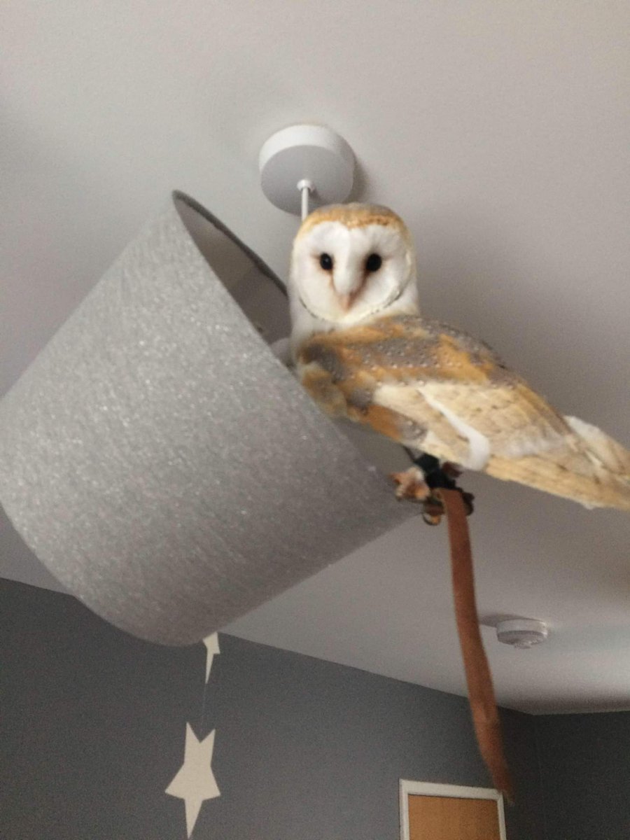 If anyone has Facebook and wants to follow my Barn Owl's page for updates, it's Karina the Barn Owl.
