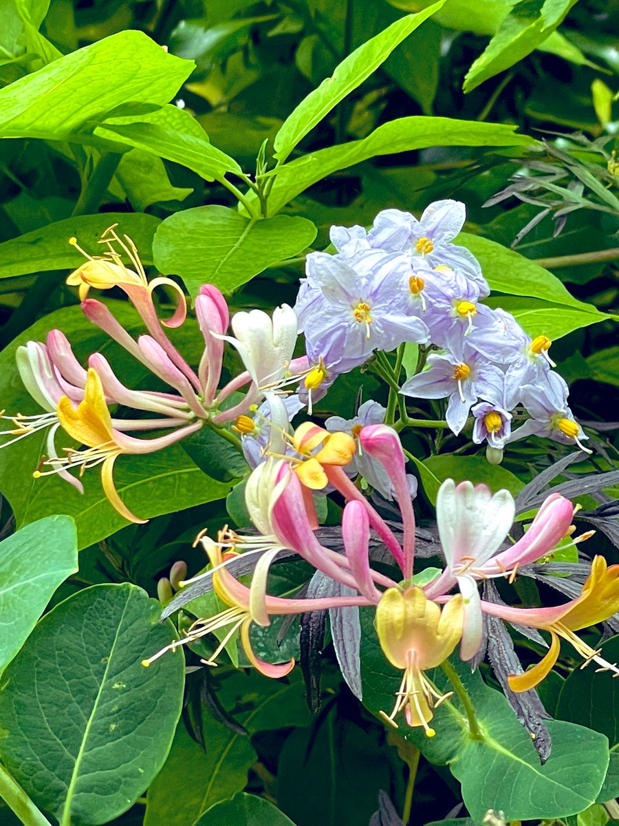 I love growing climbers up climbers! I also have other honeysuckles, roses and different clematis climbing here too, they succession flower from April to September. #flowers #garden #nature