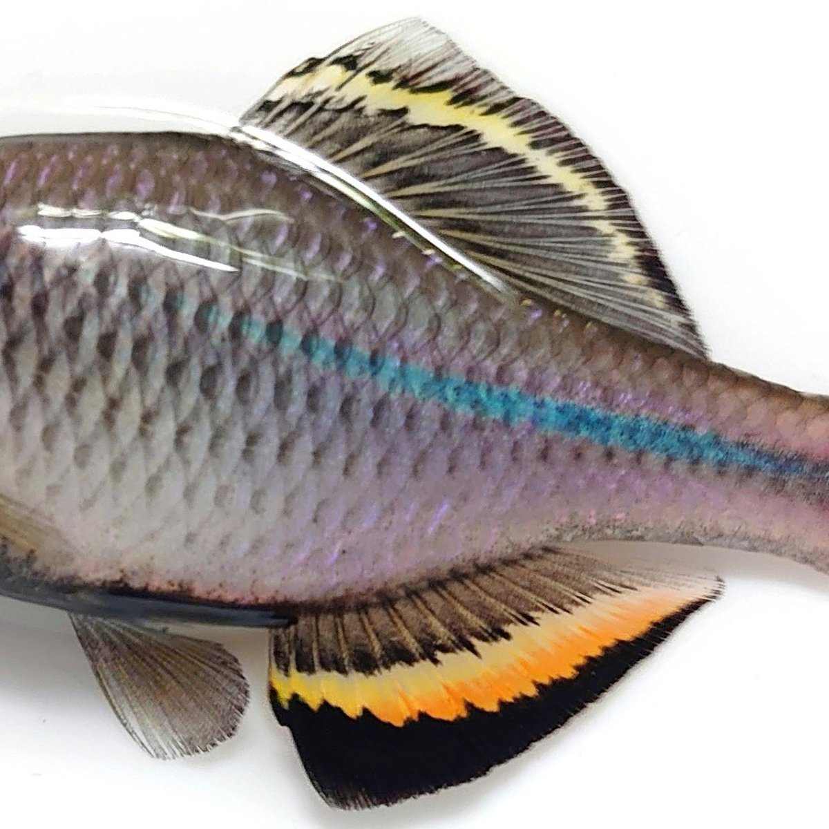 ごーたな (@tanago12345) / Posts / X