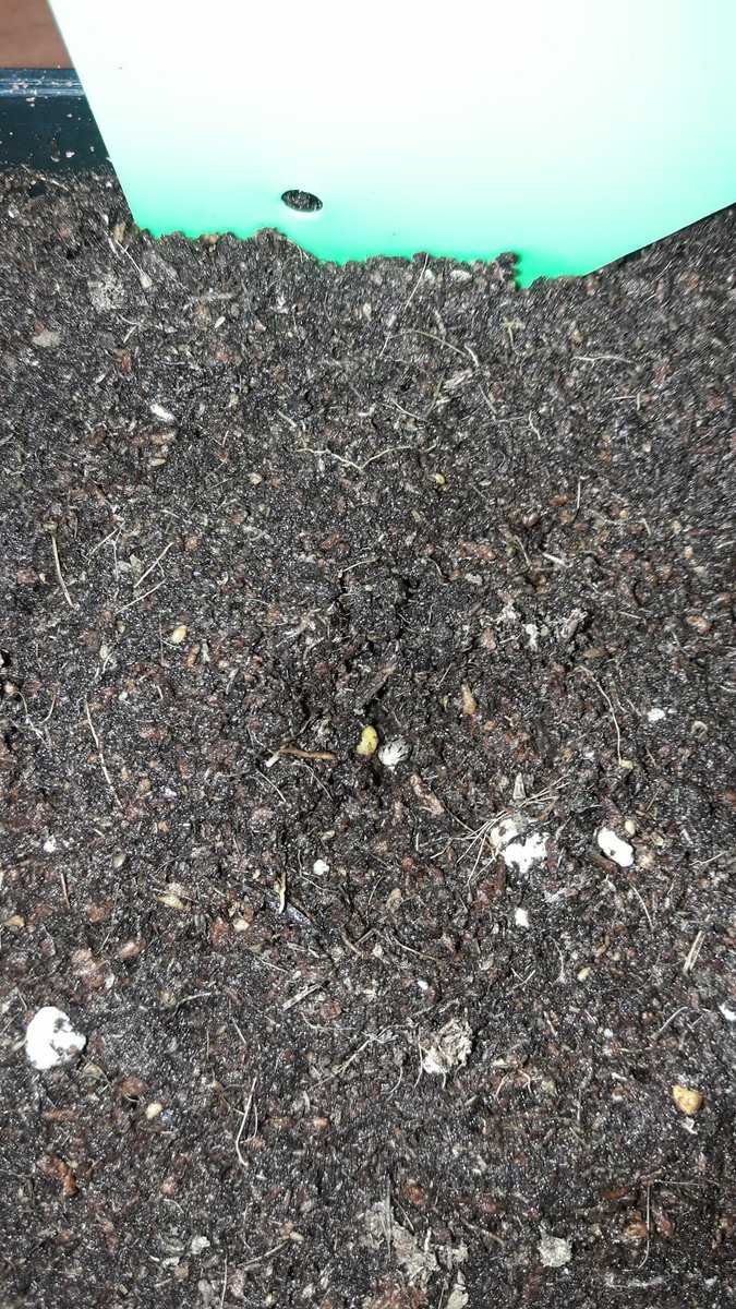 Adryc Manëllson tweet media