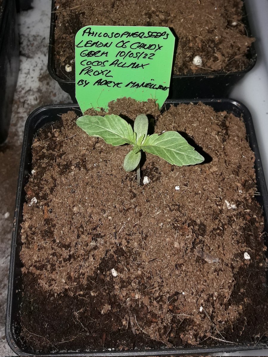 Adryc Manëllson tweet media