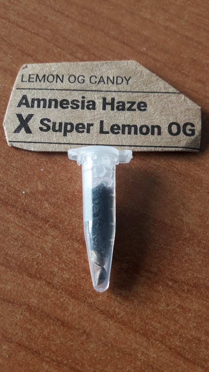 Adryc Manëllson tweet media