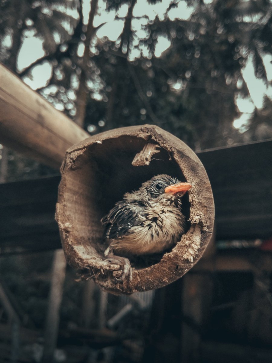 AnuranNath's tweet photo. Wholly LIFE
#birdphotography 
#life https://t.co/mkIQcSEpQE