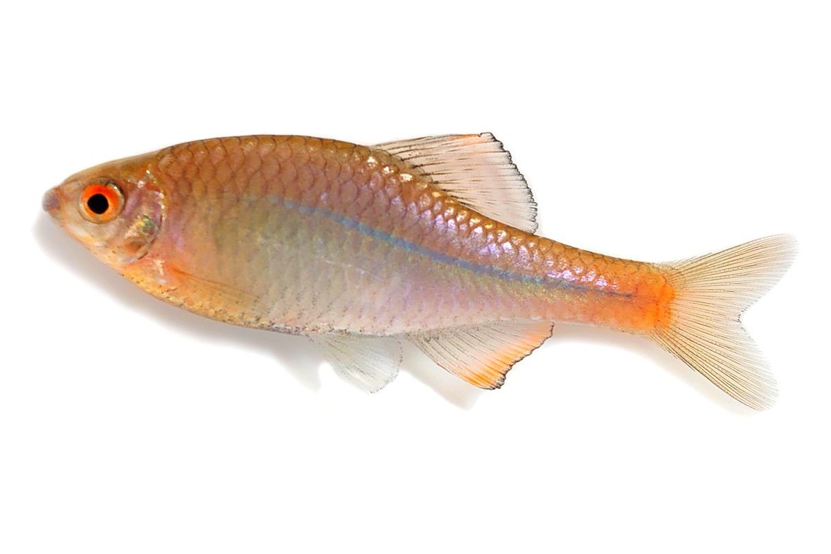 ごーたな (@tanago12345) / Posts / X