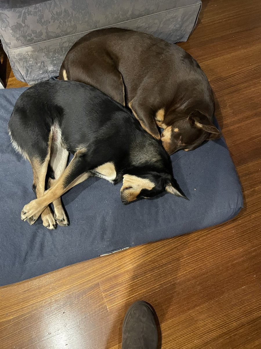 Brad_J_Richards's tweet photo. @NeilMcMahon Not as into the election results as others in the household. #AusVotes22 #electiondogs https://t.co/Fid0AJb71R