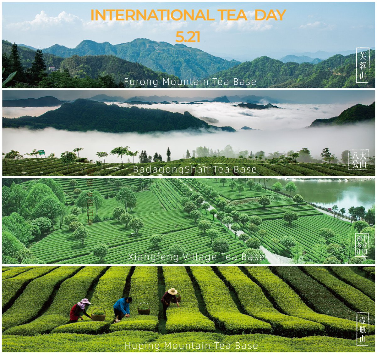 Happy International Tea Day! 
To everyone who loves tea.
Greeting from Xiangfeng 4 key tea bases.
#internationalteaday
#teaday
#tea