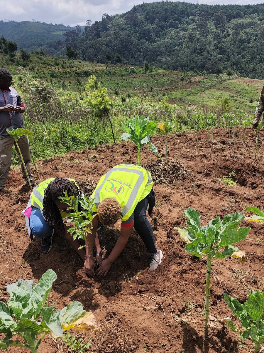 PrivatisationKE's tweet image. Until you dig a hole, plant a tree, water it and make it survive, you haven't done a thing. You are just talking ~ Wangari Maathai 
#ChallengeAccepted #PCFit @Nature_Kenya