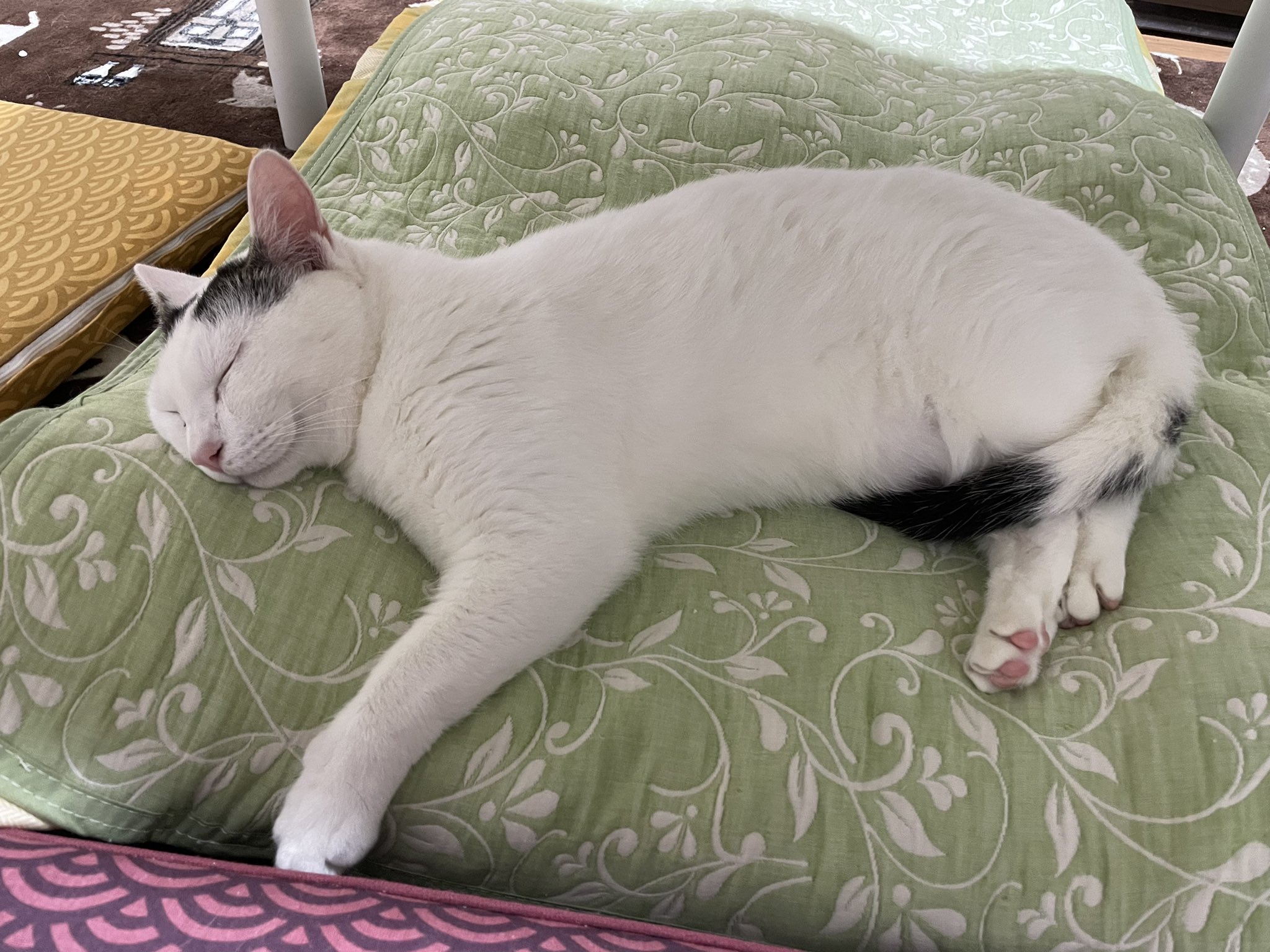 世良 子猫育成中 警戒心ゼロの猫 T Co Tgzzepdhjv Twitter 世良 子猫育成中 警戒心ゼロの猫 T Co Tgzzepdhjv Twitter