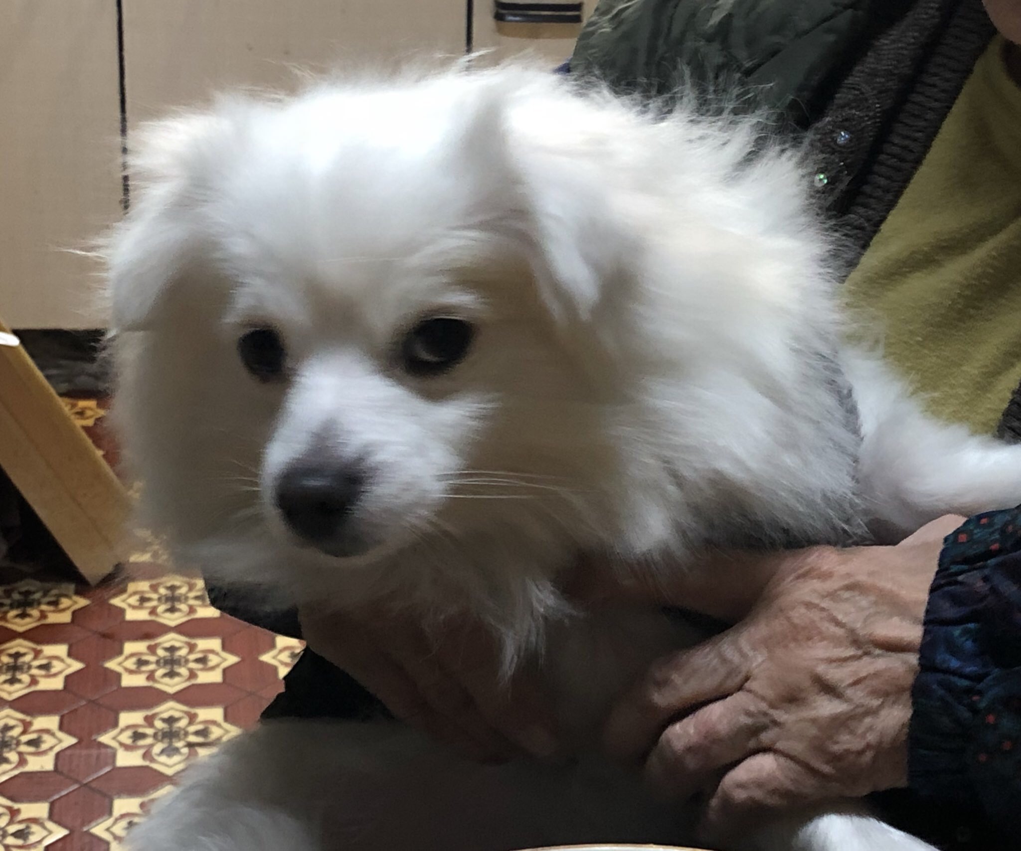 室内犬 Twitter Search Twitter