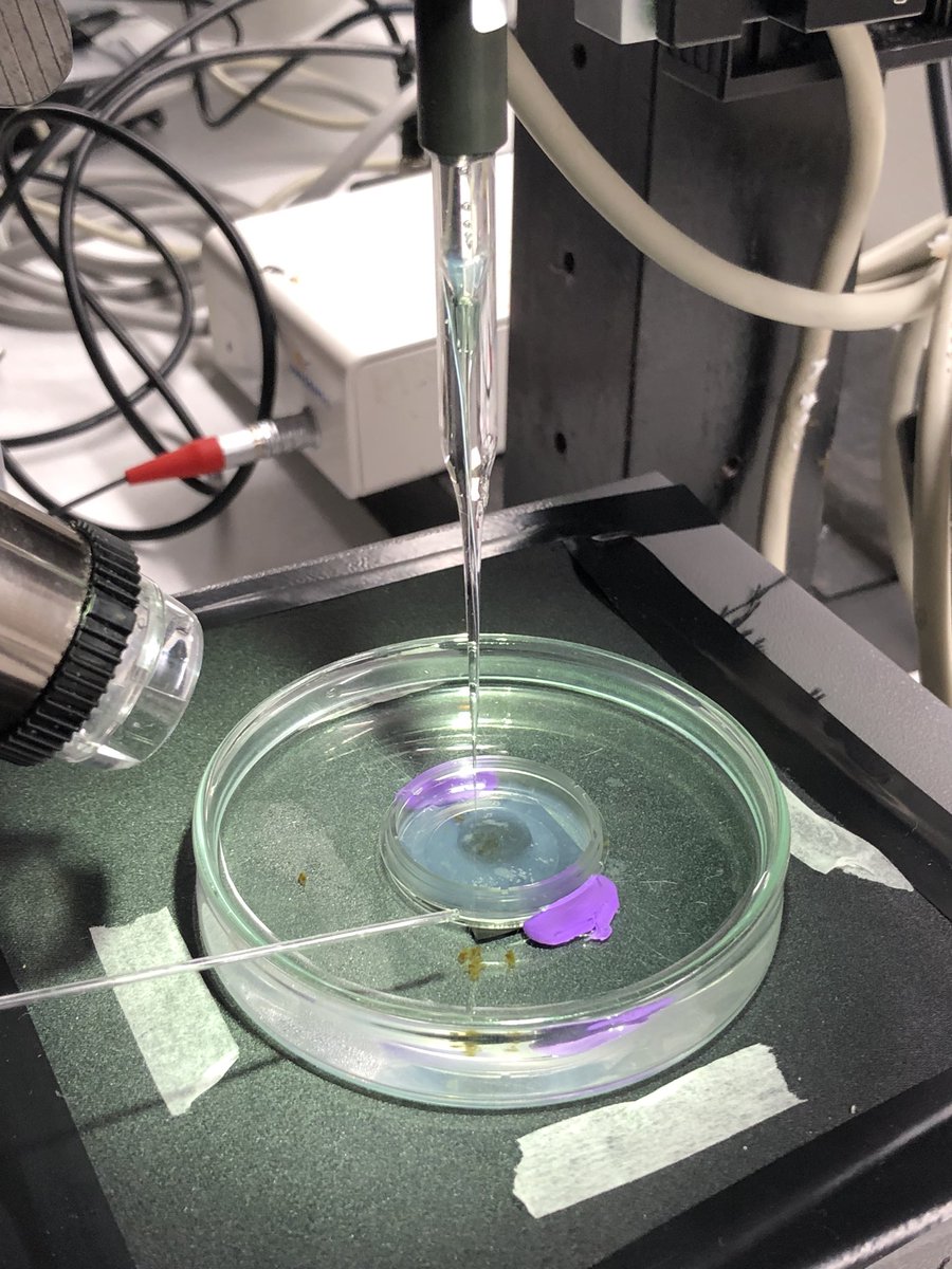 KE_Brodersen's tweet image. #microsensor2022 Custom-made 3-dimensional (x, y, z) microsensor system in use! Investigating the chemical microenvironment around microalgae @MicroSensing @ARIANNARIZZO13 @hhxx70