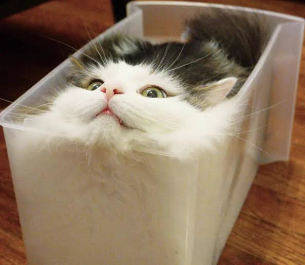 @world_buzz_news 猫は液体だから 