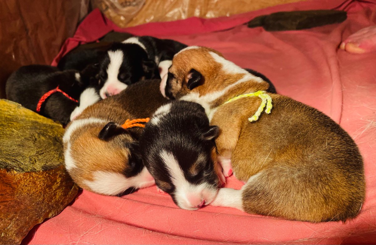 Rangeley Lake Corgis - CKC Registered Pembroke Welsh Corgis- Litter of 7 born May 10th. Ready for adoption on July 5th. See the FB Page for more details, photos, and contact info 

facebook.com/1520557078/pos…