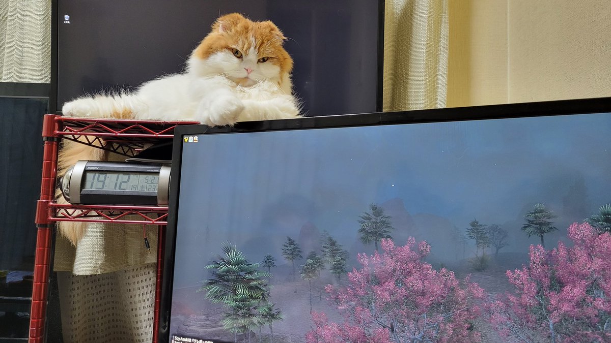 Azki_chocobo's tweet photo. ゲームに集中できない
#猫 #スコティッシュフォールド https://t.co/Mn4Ef2gBi4
