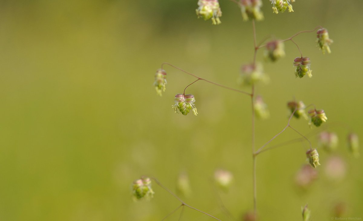 barborawerchan's tweet photo. When love blooms ♡
I am delighted every time I see this grass in flower. So elegant, beautiful and delicate.
🔎Briza media, #Poaceae
🇨🇿třeslice prostřední, lipnicovité
🇩🇪Gewöhnliches Zittergras, Süßgräser
🇬🇧quaking grass, grass family
#love #anthers #botany #beyondthevisible https://t.co/R6M5ZteSTr