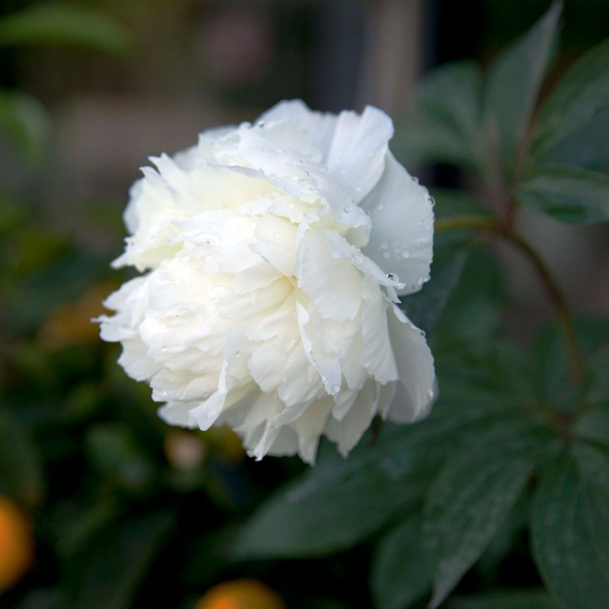 The peony season has arrived and we are in love! 😍 

Fresh bunches and peonies for planting available in-store⁠⁠ this weekend.

Open until 6pm this evening. And from 11am until 5pm tomorrow.

#SE23 #SE4 #ForestHill #Brockley #HonorOak #CroftonPark