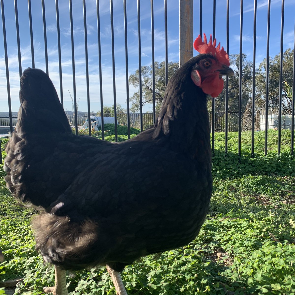 dave2718's tweet photo. @EmmaViskic Even the real chickens are watching https://t.co/6OMCRs6JoF