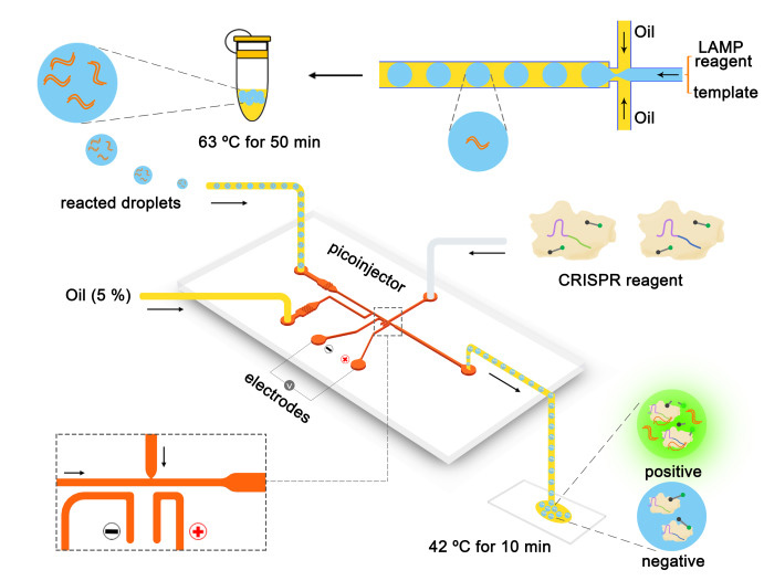 Simple or sensitive, we can have it both! DropCRISPR, we report the first microfluidic LAMP-Cas12a-based droplet digital detection platform—a combination of convenient isothermal amplification and ultra-sensitive CRISPR diagnostics.

Read more at authors.elsevier.com/c/1f6c73PVtpqy…