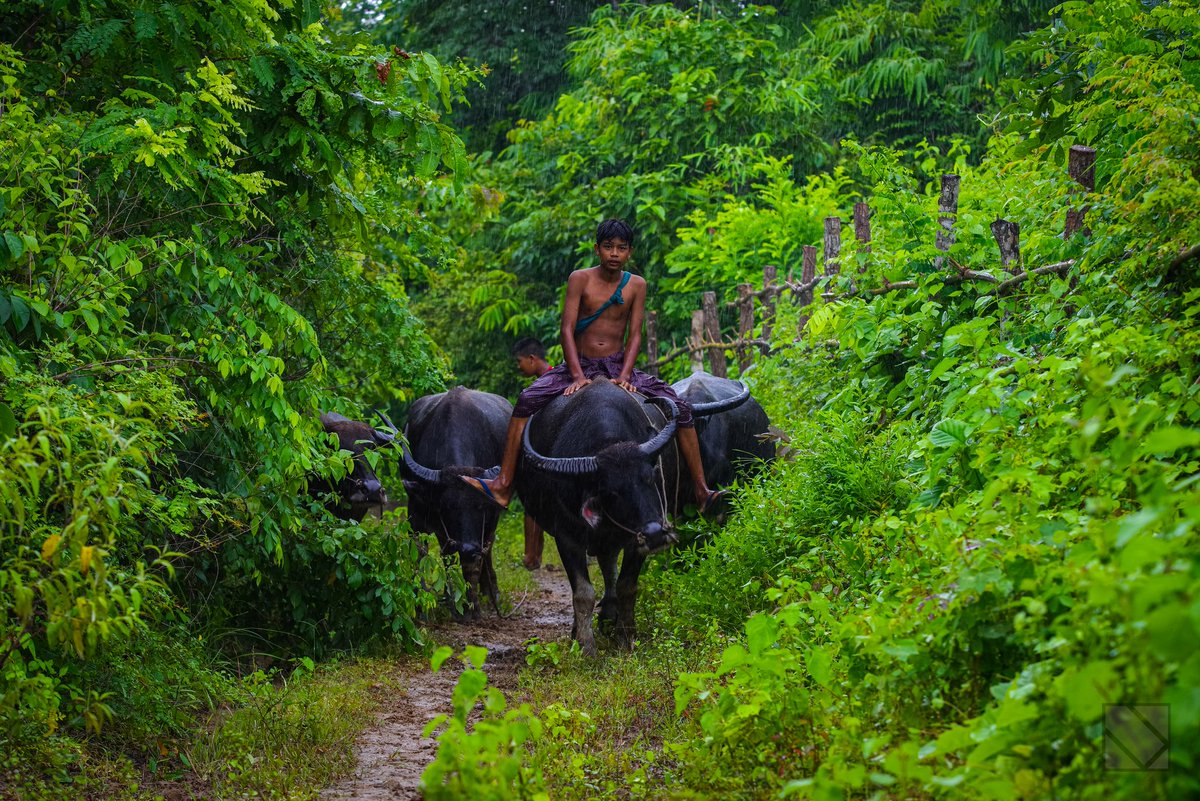 hack_21zone's tweet image. ကျွဲကျောင်း
#Burma #Myanmar #boy #NaturePhotography