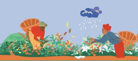 Future Climate for Africa (FCFA) (@future_climate) on Twitter photo Check out our infographic on the impacts of climate change on Africa's tea producers.
See more: buff.ly/3qVU7aO
<a href="/FCDOGovUK/">Foreign, Commonwealth & Development Office</a> <a href="/NERCscience/">Natural Environment Research Council</a> #InternationalTeaDay Check out our infographic on the impacts of climate change on Africa's tea producers.
See more: buff.ly/3qVU7aO
<a href="/FCDOGovUK/">Foreign, Commonwealth & Development Office</a> <a href="/NERCscience/">Natural Environment Research Council</a> #InternationalTeaDay
