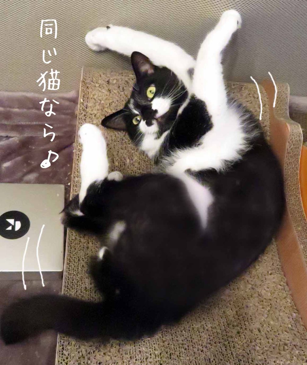 踊るにゃんこに見るにゃんこ♪ 同じ猫なら踊らにゃ損々♪